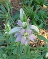Monarda